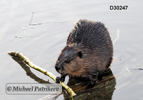 North American Beaver (Castor canadensis)